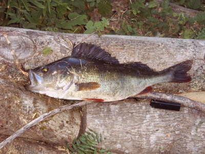 IMG00195